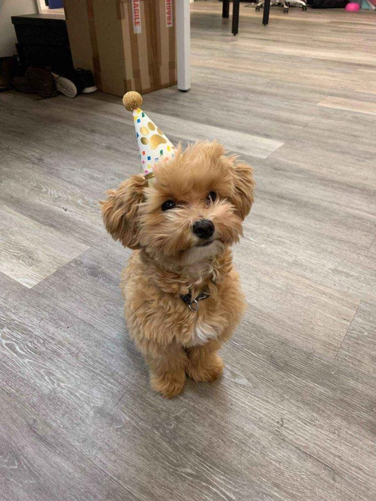 Pawty Mini Pet Birthday Hat